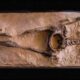 Gvadelupa ayoli: 28 million yillik inson skeleti? 8