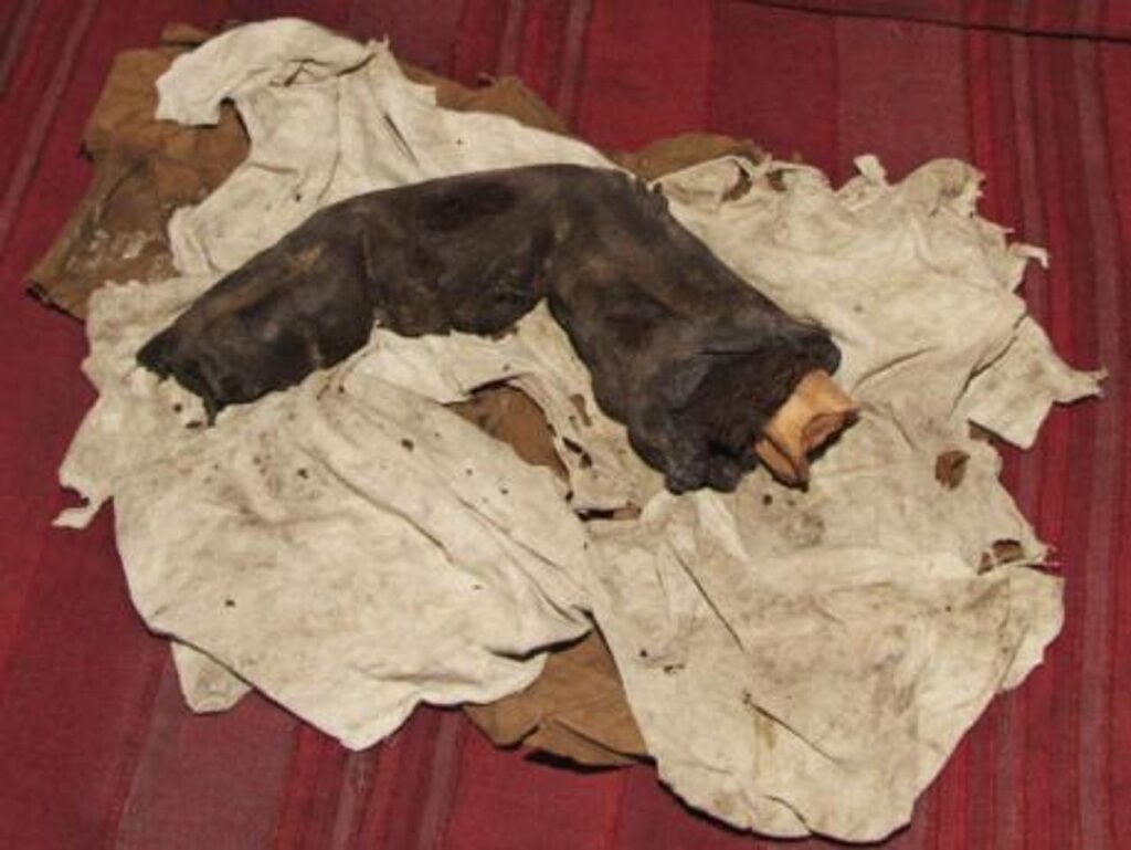 Mumifikovaný „obří prst“ Egypta: Opravdu se kdysi po Zemi toulali obři? 6