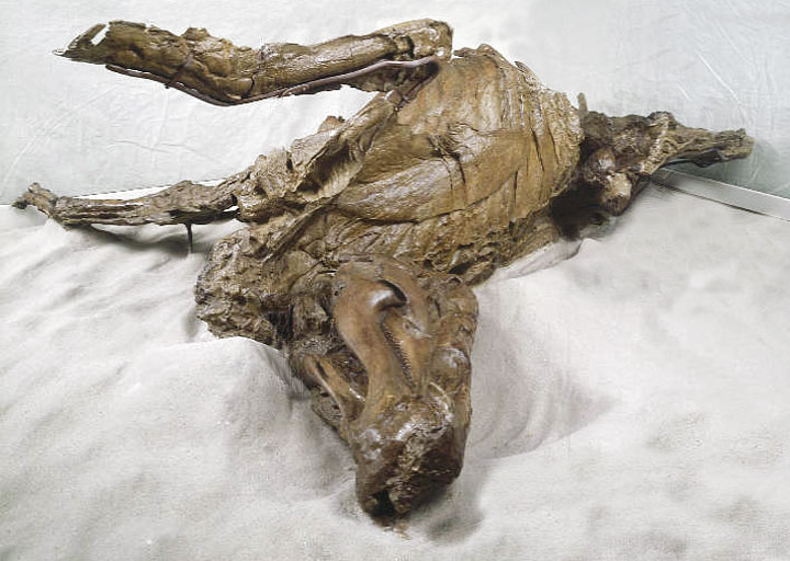 Forezen in time: 8 most well-preserved fossils ever discovered 6