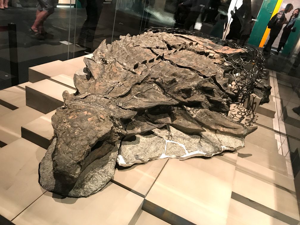 110 Millioune Joer Al Nodosaur Fossil