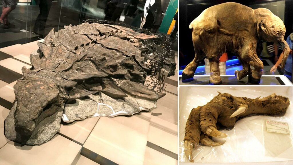 Frozen in time: 8 most well-preserved fossils ever discovered 10