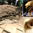 Zmrazeno v čase: 8 nejzachovalejších fosilií, jaké kdy byly objeveny 22