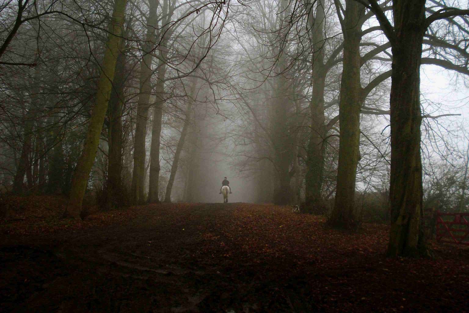 Dering (skrigende) Woods, Ashford, England