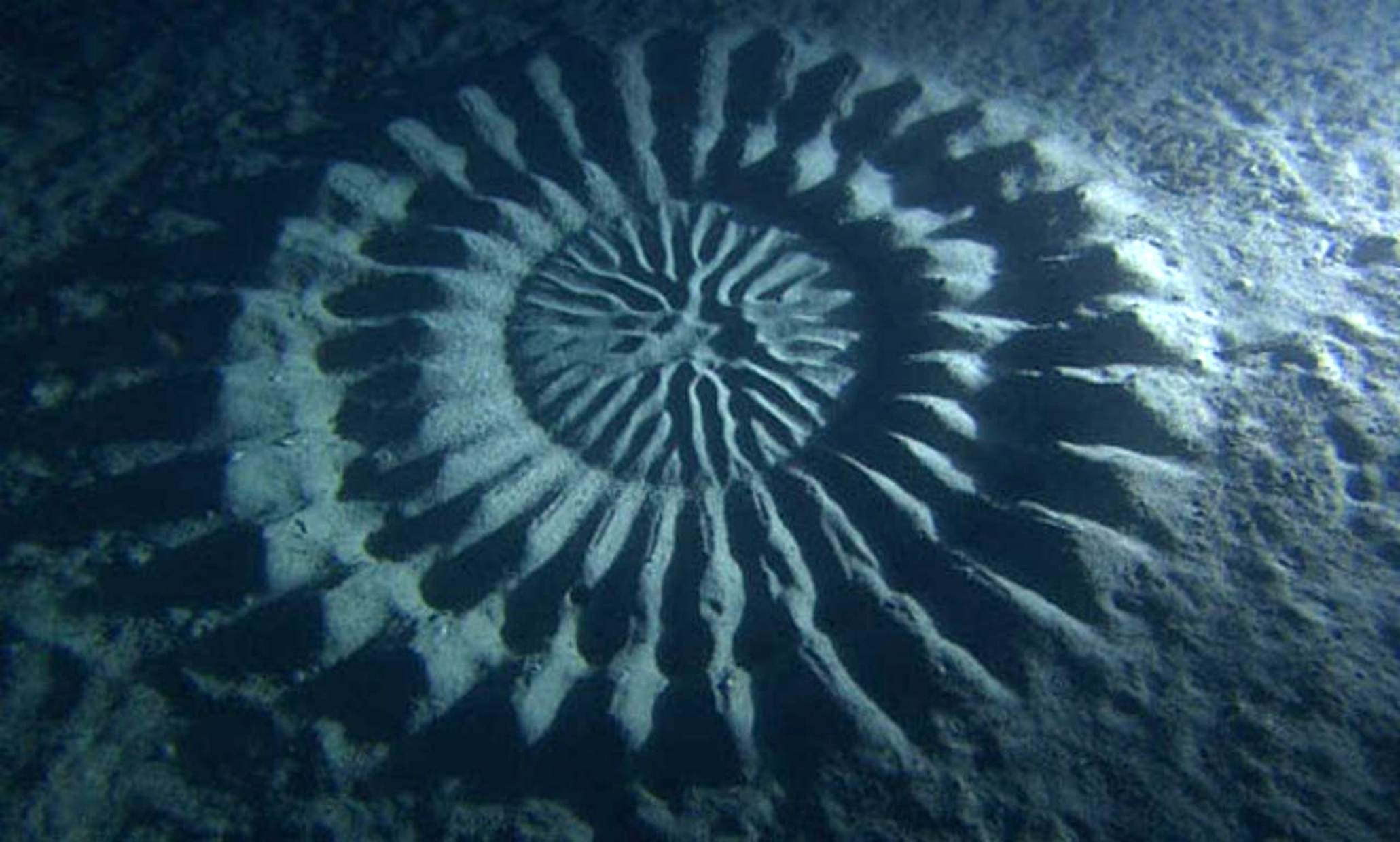 Подводне кругове усјева крушке