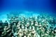 Sunken city of Pavlopetri or Atlantis: 5,000-year-old city is discovered in Greece 9