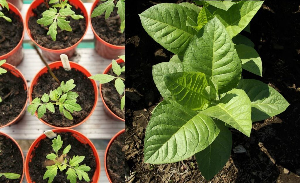 Tomato plants and a tobacco plant