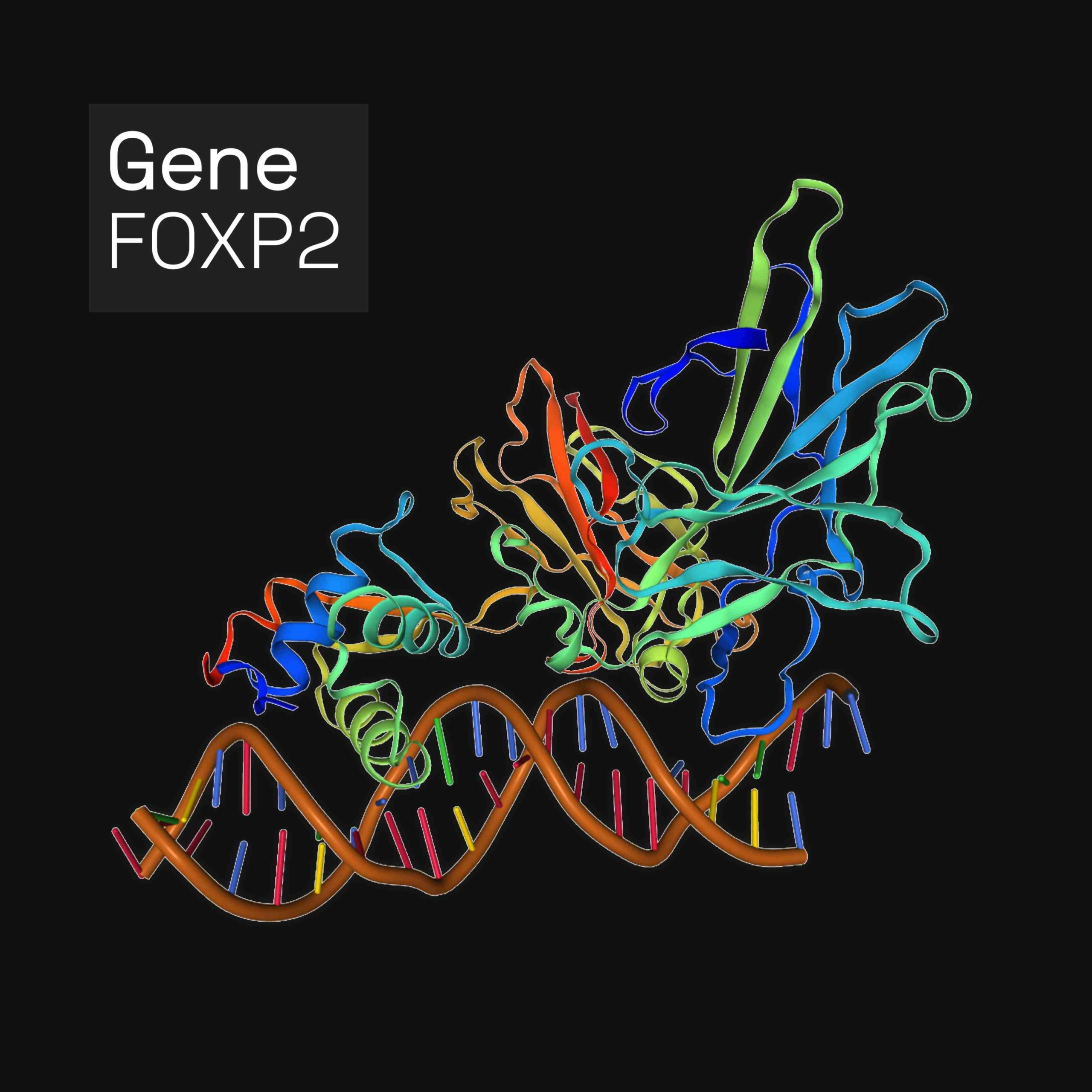 Forkhead box protein P2 (FOXP2) is a protein that, in humans, is encoded by the FOXP2 gene. FOXP2 is a member of the forkhead box family of transcription factors, proteins that regulate gene expression by binding to DNA. It is expressed in the brain, heart, lungs and digestive system.