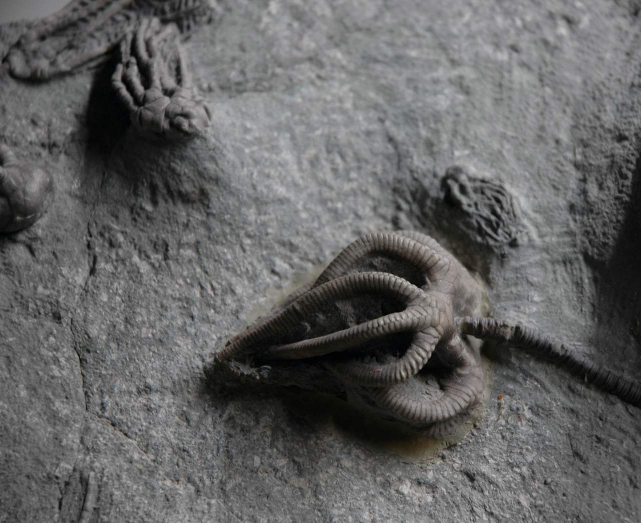 آیا این یک پیچ 300 میلیون ساله است که در یک سنگ آهکی فرو رفته است یا فقط یک موجود دریایی فسیل شده است؟ 4