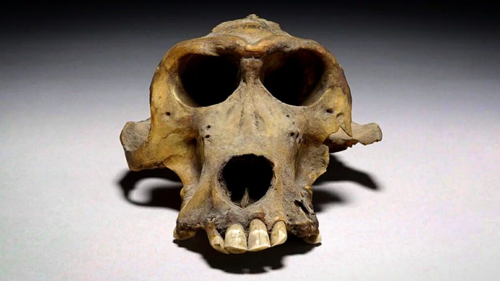 Бабунски череп