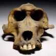 Baviaan schedel