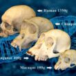 Primate skulls and human skull