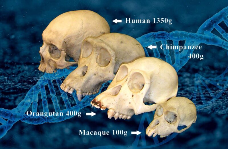 영장류 두개골과 인간 두개골