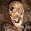 Gold-tongued mummy