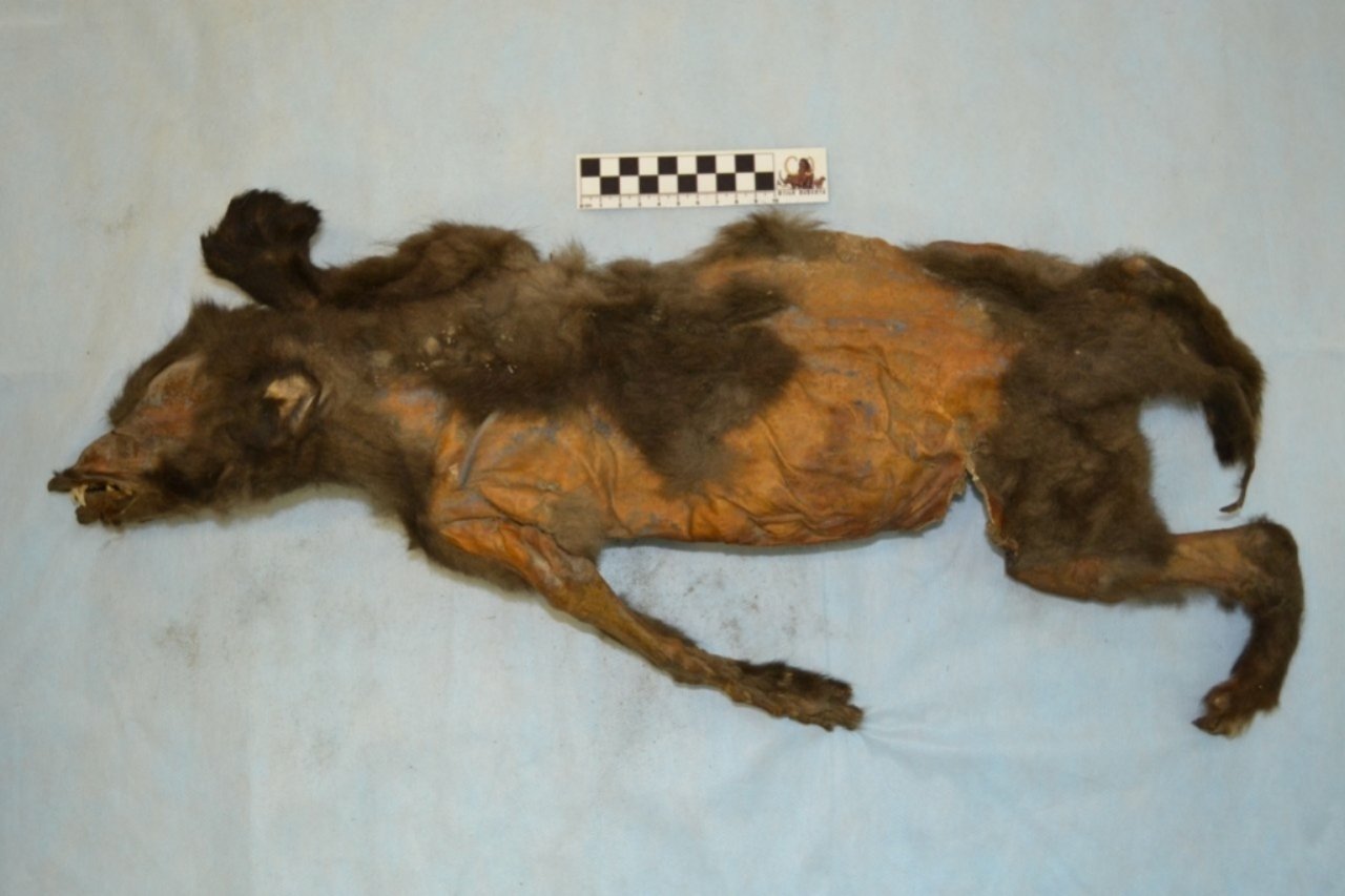 This 14,000-year-old puppy ate a huge woolly rhino for last meal 3