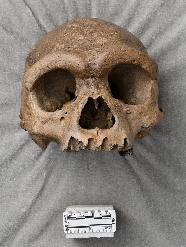 Het fossiel 'Dragon Man' zou de Neanderthalers kunnen vervangen als onze naaste verwant
