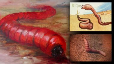 Mongoolse doodsworm