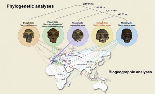 Hóa thạch 'Người rồng' có thể thay thế người Neanderthal trở thành họ hàng gần nhất của chúng ta 4