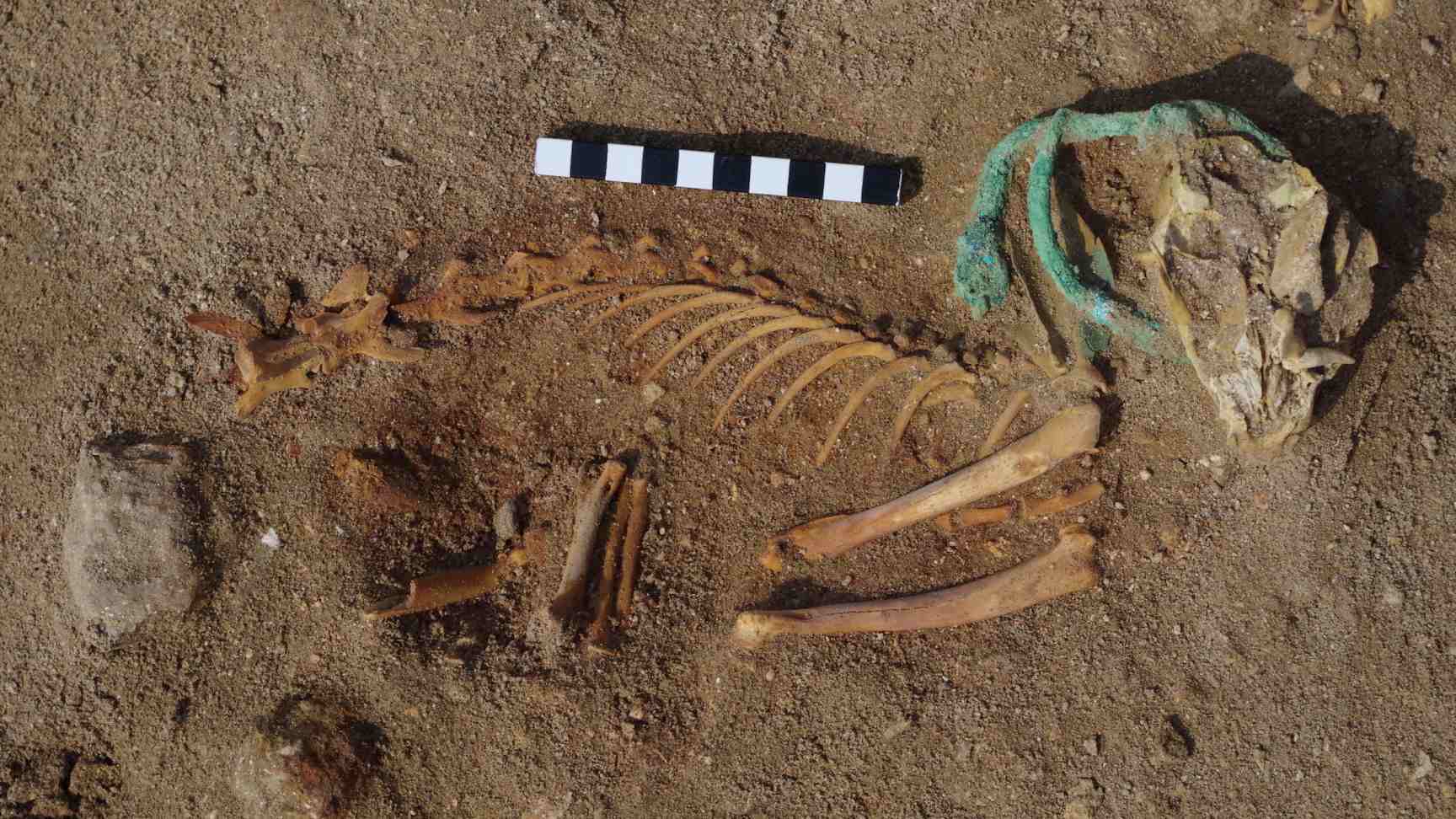 Archaeologists found the remains of a cat wearing a bronze collar.