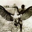 Kongamato – who says pterosaurs are extinct? 4