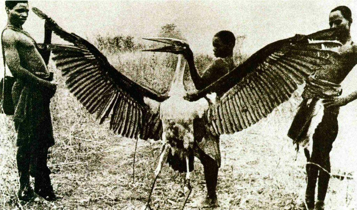 Kongamato - vem säger att pterosaurerna är utdöda? 3