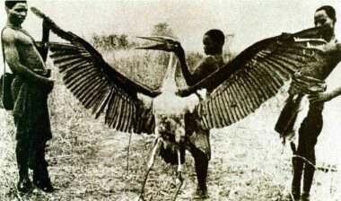 Kongamato - wie zegt dat pterosauriërs zijn uitgestorven? 4