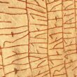 Misteriozja Rök Runestone paralajmëroi ndryshimin e klimës në të kaluarën e largët 4