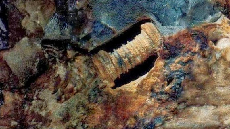 آیا این یک پیچ 300 میلیون ساله است که در یک سنگ آهکی فرو رفته است یا فقط یک موجود دریایی فسیل شده است؟ 1