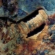이것은 석회암 암석에 박힌 300억 년 된 나사입니까 아니면 화석화된 바다 생물입니까? 8