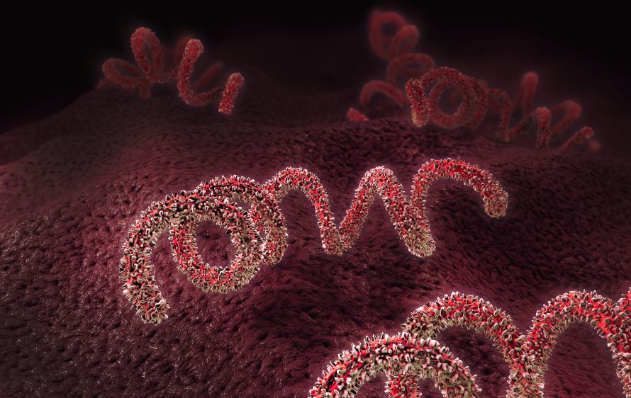 Treponema pallidum, highly contagious spirochete that causes syphilis, among other diseases. 3D illustration. © Image Credit: Burgstedt | Licensed from DreamsTime.com (Editorial Use Stock Photo, ID:120764078)