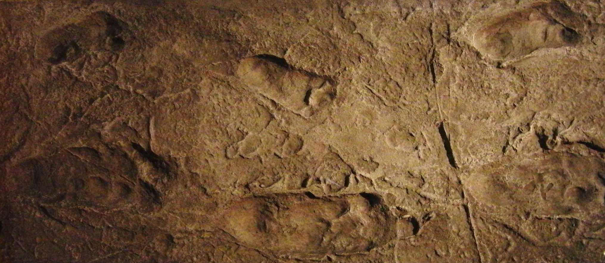 Replica of Laetoli Footprints