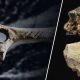 Alat yang mendahului manusia pertama - penemuan arkeologi misteri 7