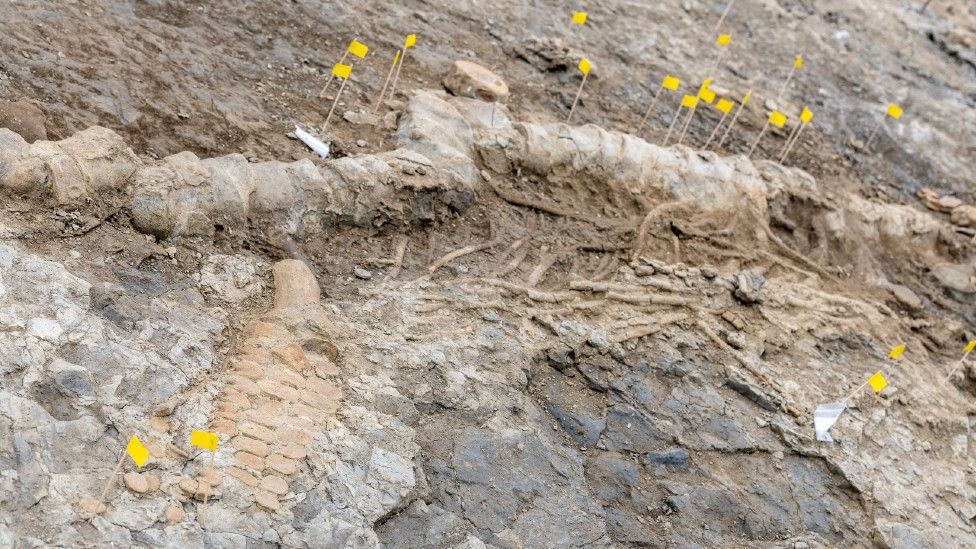 JK rezervuare 180 rasta milžiniška 3 milijonų metų „jūros drakono“ fosilija