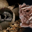 Onheemlech konservéiert Dinosaurier Embryo am fossiliséierte Ee fonnt 7
