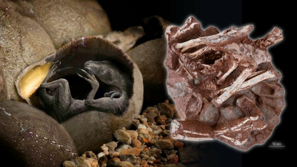 Fosilleşmiş yumurta 11 içinde inanılmaz derecede korunmuş dinozor embriyosu bulundu