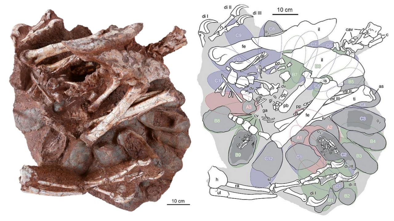 Onheemlech konservéiert Dinosaurier Embryo am fossiliséierte Ee fonnt 2