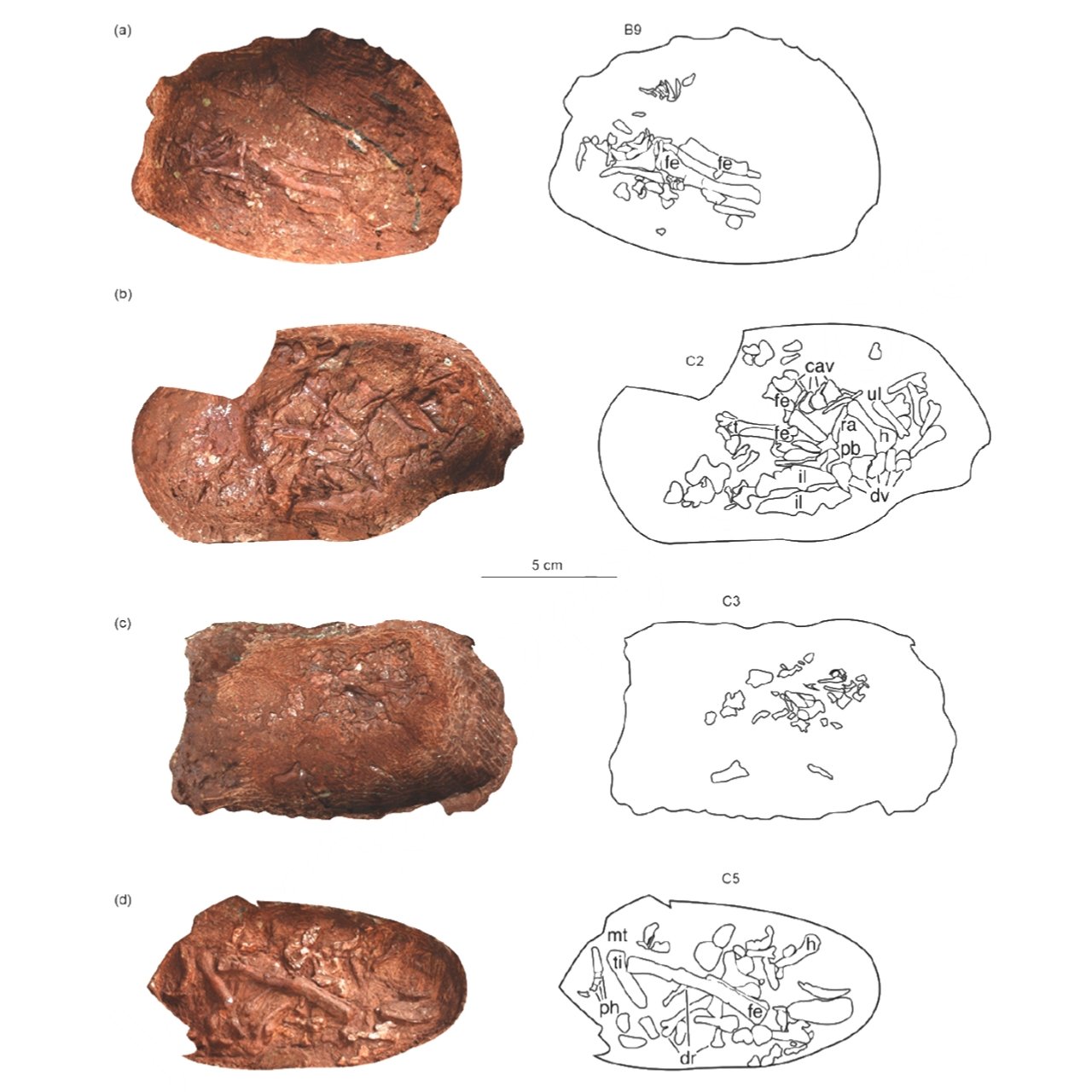 화석화된 달걀에서 발견된 놀랍도록 보존된 공룡 배아 5