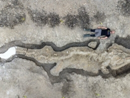 Fosil 'naga laut' gergasi berusia 180 juta tahun ditemui di takungan UK 2