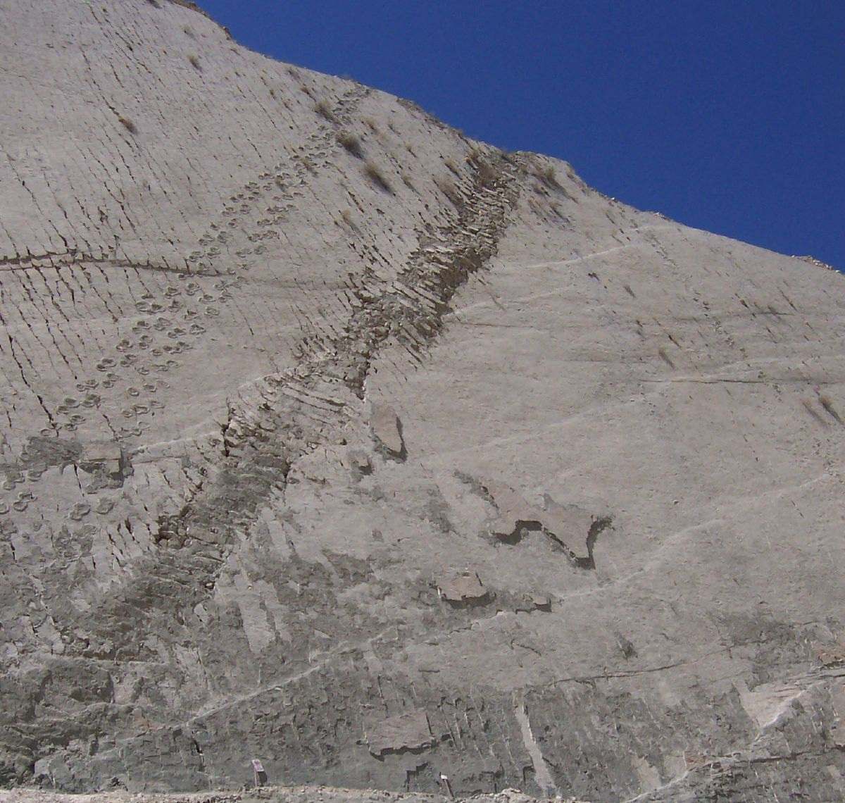 벽의 발자국: 공룡이 실제로 볼리비아의 절벽을 올랐습니까? 7