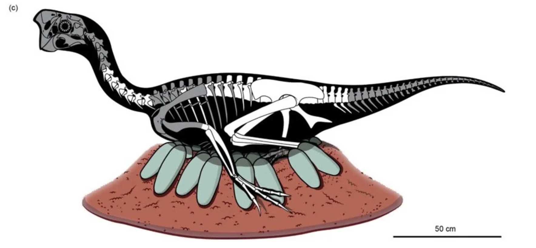 جنین دایناسور فوق العاده حفظ شده در تخم فسیل شده 3 کشف شد