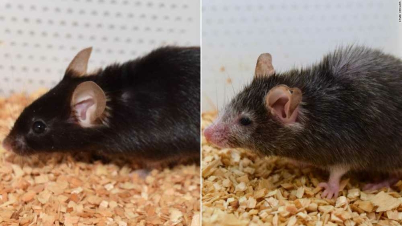 Nesmrtelnost: Vědci snížili věk myší, je nyní možné obrácené stárnutí u lidí? 1