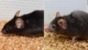 Nesmrtelnost: Vědci snížili věk myší, je nyní možné obrácené stárnutí u lidí? 6