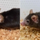 Nesmrtelnost: Vědci snížili věk myší, je nyní možné obrácené stárnutí u lidí? 22