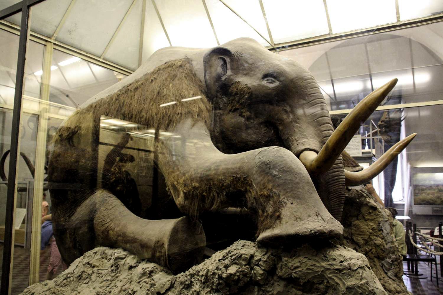 Sibirya'da donmuş mamut leşlerinin gizemi 3