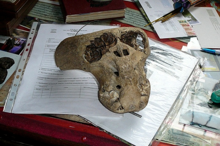 Bolshoi Tjach Skull 1 的前視圖：眼睛朝前，暗示著一種捕食者。 眼腔是伸長的，不像人類那樣圓。 它的邊緣不是光滑的，而是起伏的。 尤其是眼腔邊緣的頂部有鋸齒狀邊緣。 鼻孔是非常小的正方形。 在人類頭骨中，鼻孔較大且呈三角形。 下面的兩個孔，在兩邊都有一個向上和側向延伸的通道。 這些是額外的氣道通道，還是附著強壯肌肉的地方？