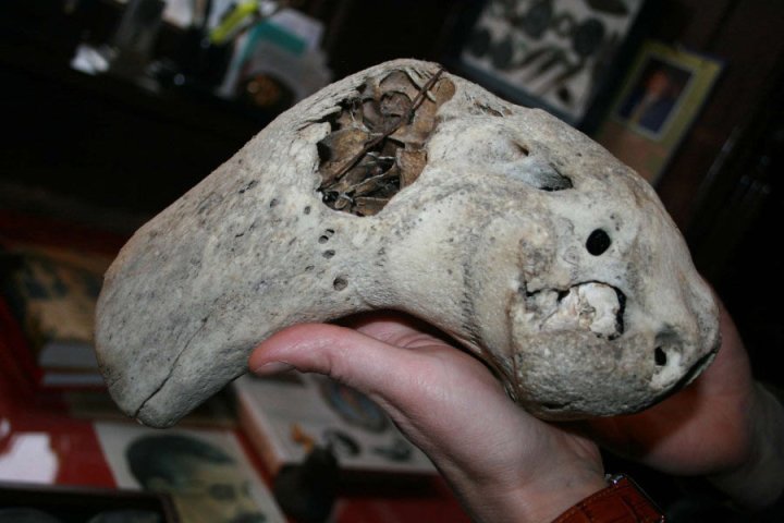 Bolshoi Tjach Skulls - les deux crânes mystérieux découverts dans une ancienne grotte de montagne en Russie