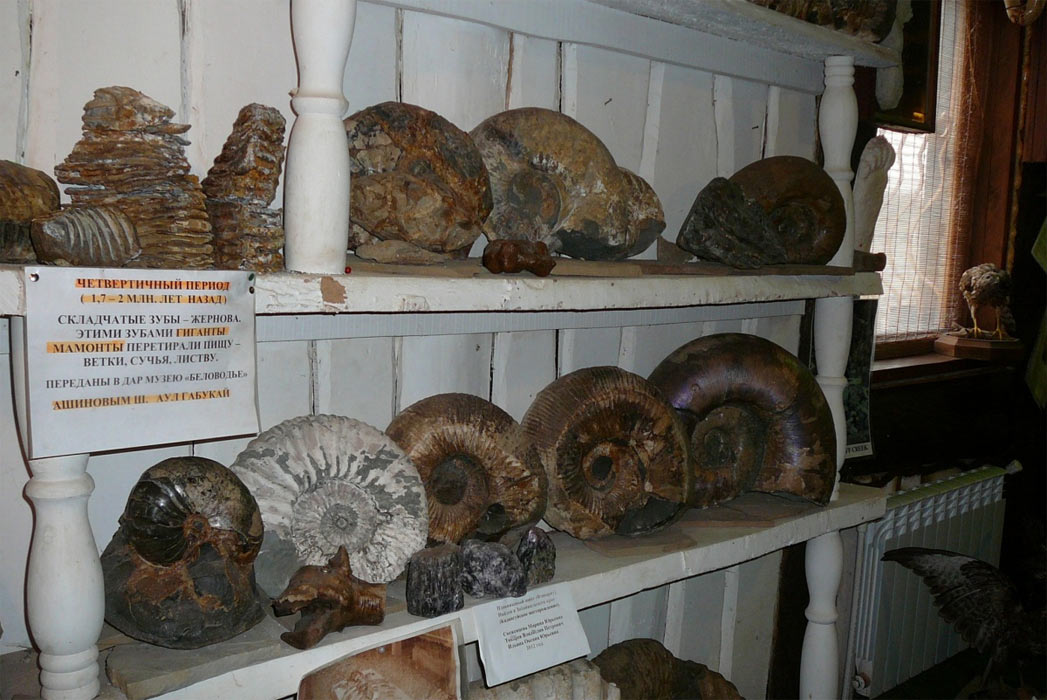 Zkamenělé amonity vystavené v muzeu Belovode.