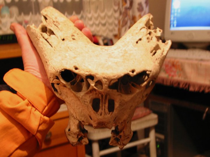 Crânes du Bolchoï Tjach
