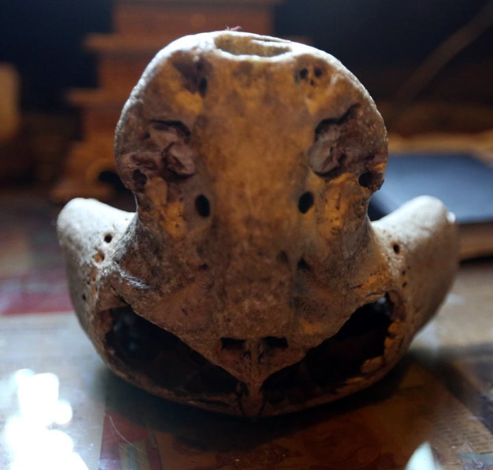 Bolshoi Tjach Skulls – die beiden mysteriösen Schädel, die in einer alten Berghöhle in Russland entdeckt wurden 3
