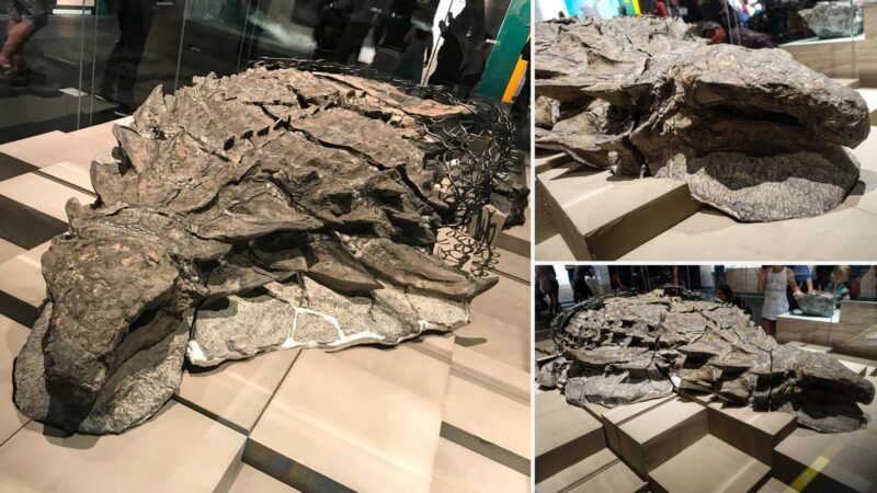 110 miljoen jaar oude dinosaurus zeer goed bewaard gebleven per ongeluk ontdekt door mijnwerkers in Canada