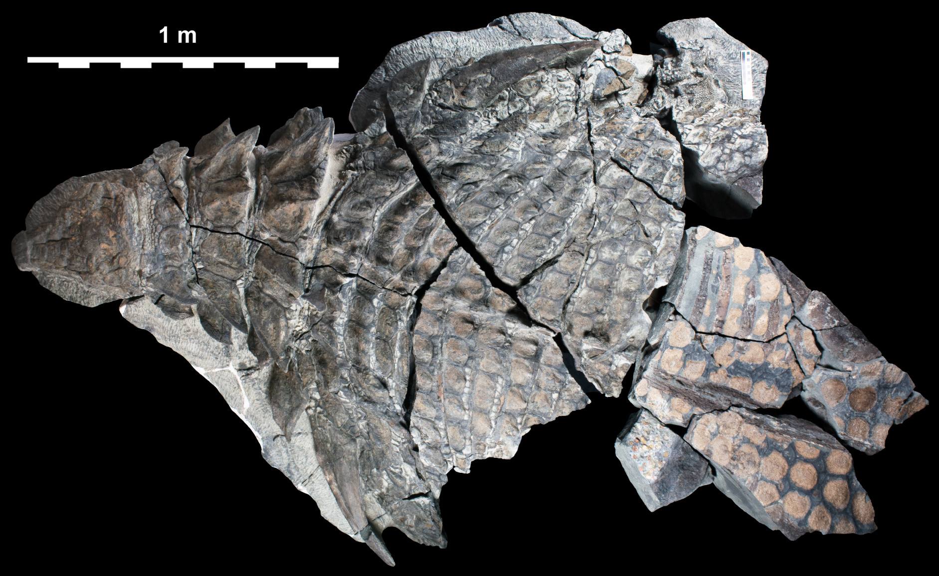Ang Borealopelta dorsal view nodosaur